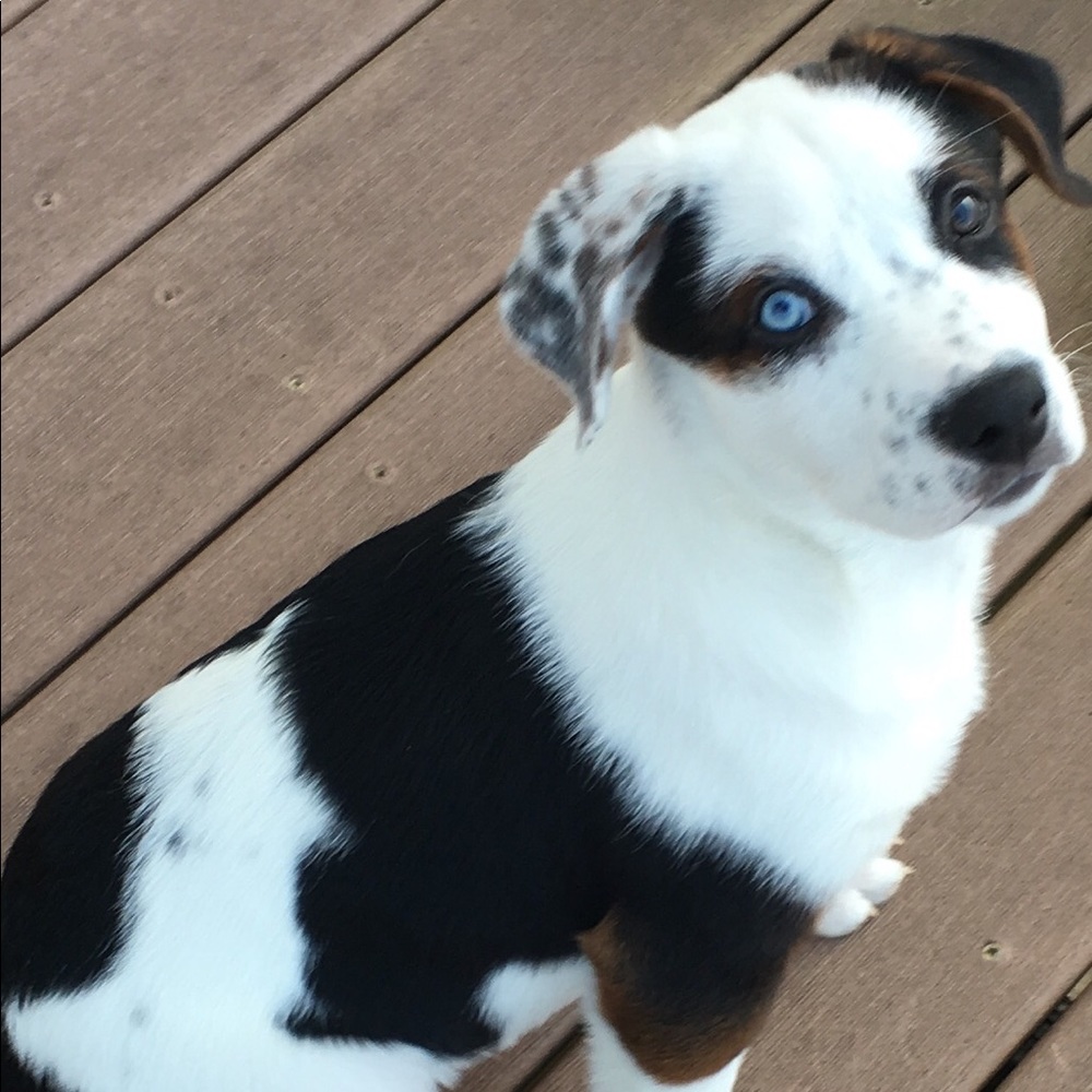 Meet your Posher, Joe